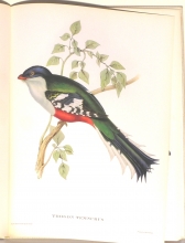 Exotische Vogel 03/24